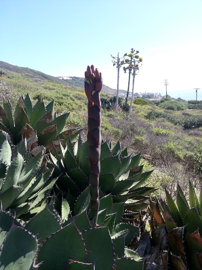 Shaw's Agave at Cabrillo